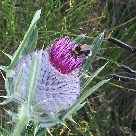 El Invernal De Picos