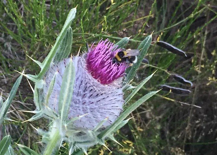 El Invernal De Picos